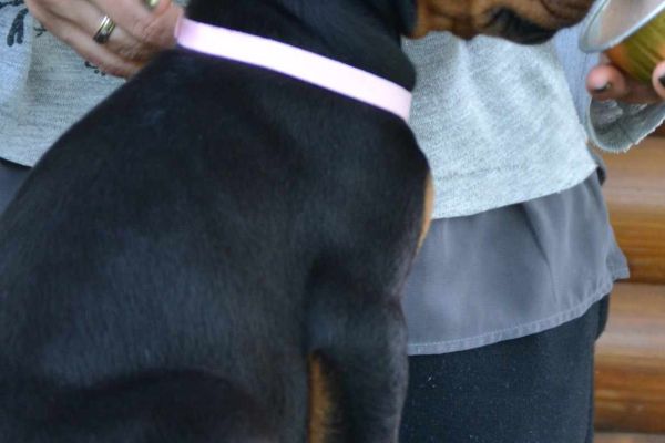 Dobermann cuccioli in vendita dobermanncuccioliinvendita-649df1de91463.jpg