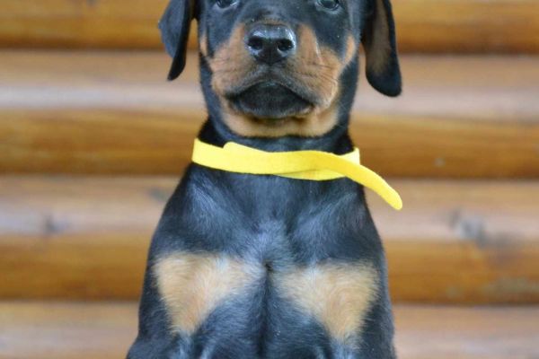 Dobermann cuccioli in vendita dobermanncuccioliinvendita-649df1e04cf1b.jpg