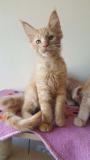 Disponibile Cucciolo di Maine Coon Red DisponibileCucciolodiMaineCoonRed.jpg