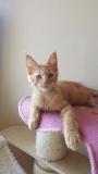 Disponibile Cucciolo di Maine Coon Red DisponibileCucciolodiMaineCoonRed1.jpg