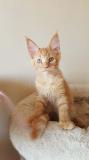 Disponibile Cucciolo di Maine Coon Red DisponibileCucciolodiMaineCoonRed12.jpg