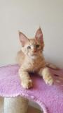 Disponibile Cucciolo di Maine Coon Red DisponibileCucciolodiMaineCoonRed123.jpg