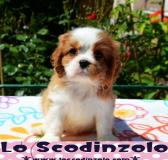 cavalier king bianco arancio & tricolor cavalierkingbiancoaranciotricolor-5957b61ed3f71.jpg