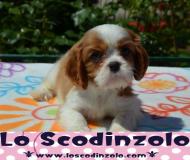 cavalier king bianco arancio & tricolor cavalierkingbiancoaranciotricolor-5957b61fd99d5.jpg