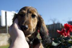 Cuccioli di bassotto tedesco a pelo lungo Cucciolidibassottotedescoapelolungo12345.jpg