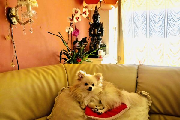 Cerco un maschio volpino di Pomerania bianco mini per concipire picoli cercounmaschiovolpinodipomeran.jpeg