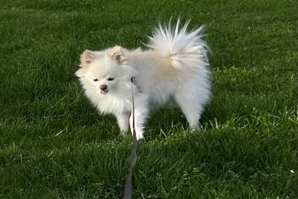 Cerco un maschio volpino di Pomerania bianco mini per concipire picoli cercounmaschiovolpinodipomeran1.jpeg