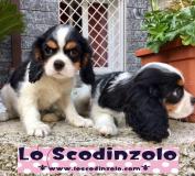 cavalier king tricolore cavalierkingtricolore-596b6d5b8bb01.jpg