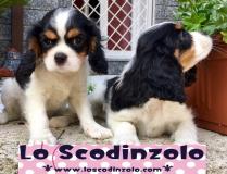 cavalier king tricolore cavalierkingtricolore-596b6d63d4139.jpg