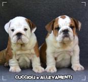 Bulldog Inglese Cuccioli - Allevamento/Pedigree BulldogIngleseCuccioliAllevamentoPedigree.jpg