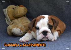 Bulldog Inglese Cuccioli - Allevamento/Pedigree BulldogIngleseCuccioliAllevamentoPedigree1.jpg