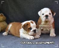 Bulldog Inglese Cuccioli - Allevamento/Pedigree BulldogIngleseCuccioliAllevamentoPedigree12.jpg