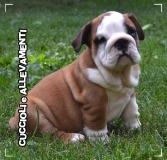 Bulldog Inglese Cuccioli - Allevamento/Pedigree BulldogIngleseCuccioliAllevamentoPedigree123.jpg