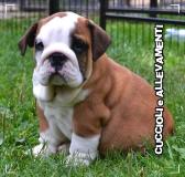 Bulldog Inglese Cuccioli - Allevamento/Pedigree BulldogIngleseCuccioliAllevamentoPedigree1234.jpg