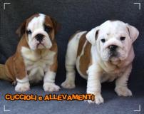 Bulldog Inglese Cuccioli - Allevamento/Pedigree BulldogIngleseCuccioliAllevamentoPedigree12345.jpg