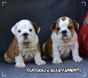 Bulldog Inglese Cuccioli - Allevamento/Pedigree BulldogIngleseCuccioliAllevamentoPedigree123456.jpg