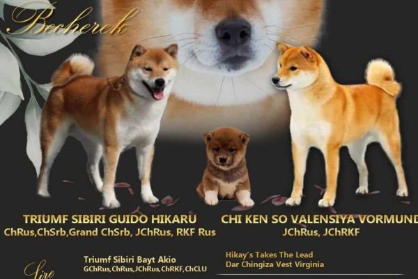 Shiba Inu cuccioli in vendita shibainucuccioliinvendita.jpg