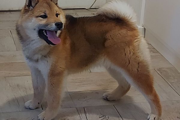 Shiba Inu cuccioli in vendita shibainucuccioliinvendita1.jpg