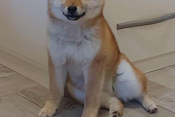 Shiba Inu cuccioli in vendita shibainucuccioliinvendita1234.jpg