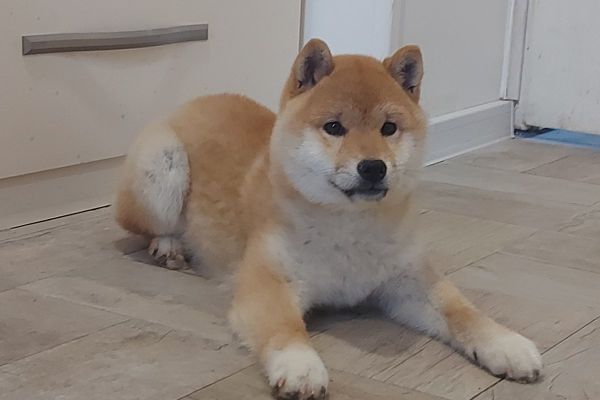 Shiba Inu cuccioli in vendita shibainucuccioliinvendita12345.jpg