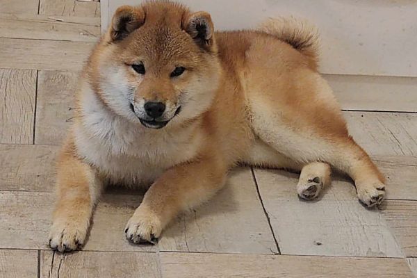 Shiba Inu cuccioli in vendita shibainucuccioliinvendita1234567.jpg