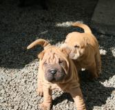 Shar-pei cuccioli Sharpeicuccioli.jpg