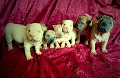 Shar-pei cuccioli Sharpeicuccioli1.jpg