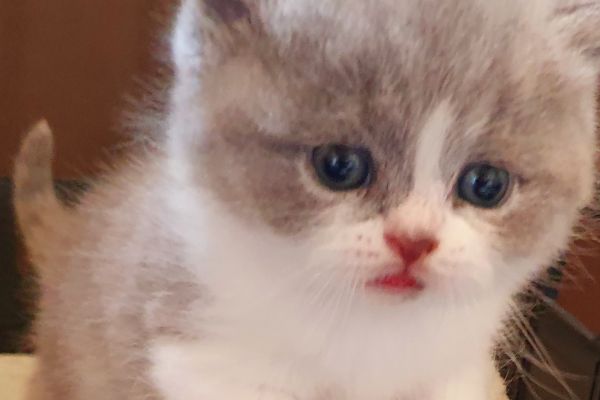 Cuccioli British shorthair con pedigree cucciolibritishshorthairconped.jpg