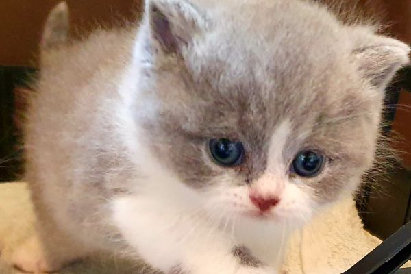Cuccioli British shorthair con pedigree cucciolibritishshorthairconped1.jpg