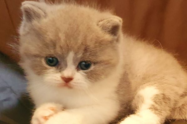 Cuccioli British shorthair con pedigree cucciolibritishshorthairconped12.jpg