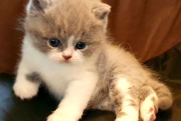 Cuccioli British shorthair con pedigree cucciolibritishshorthairconped1234.jpg