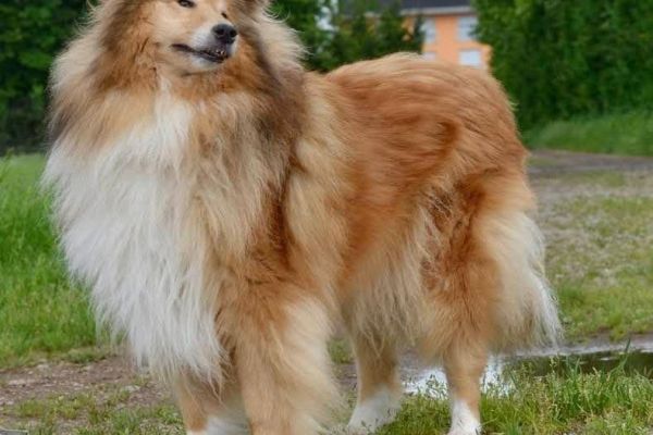 Collies cuccioli allevamento professionista della verde scozia colliescuccioliallevamentiprof12.jpeg