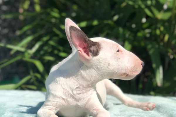 bull terrier miniature bullterrierminiature.jpg