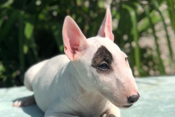 bull terrier miniature bullterrierminiature1.jpg