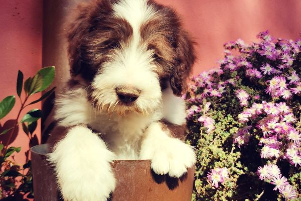 Bearded Collie beardedcollie-663e025d245d5.jpg