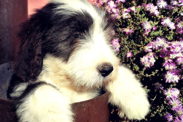 Bearded Collie beardedcollie-663e025ec17e6.jpg