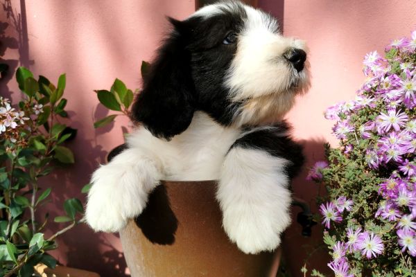 Bearded Collie beardedcollie-663e029647537.jpg