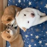Cuccioli Shiba Inu Giapponesi CuccioliShibaInuGiapponesi1.jpg