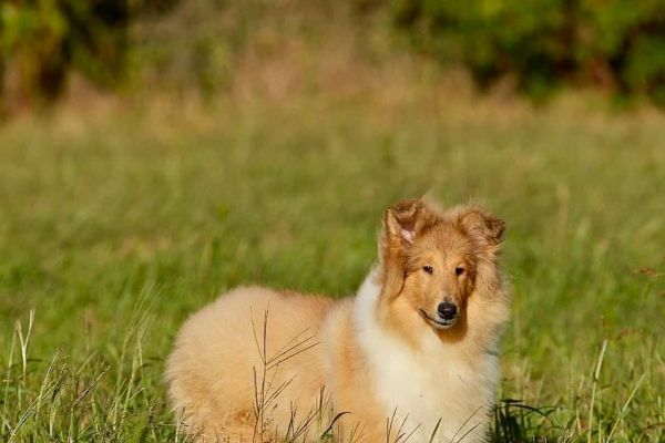 Pastori scozzesi a pelo lungo. Rough collies della verde Scozia pastoriscozzesiapelolungorough12.jpeg