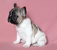 bulldog francesi bulldogfrancesi.jpg