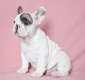 bulldog francesi bulldogfrancesi12.jpg