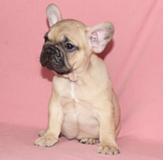 bulldog francesi bulldogfrancesi123.jpg