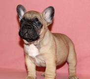 bulldog francesi bulldogfrancesi1234.jpg