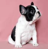 bulldog francesi bulldogfrancesi123456.jpg