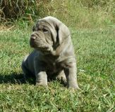 2 bellissimi cuccioli di razza Bullmastiff 2bellissimicucciolidirazzaBullmastiff.jpg