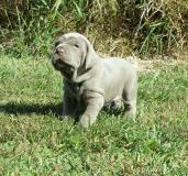 2 bellissimi cuccioli di razza Bullmastiff 2bellissimicucciolidirazzaBullmastiff1.jpg