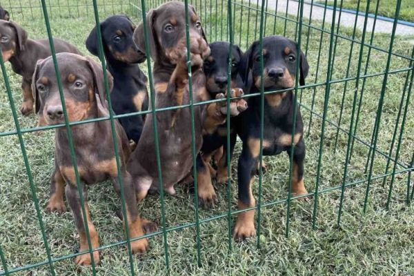 Dobermann TOP cuccioli in vendita dobermanntopcuccioliinvendita.jpg