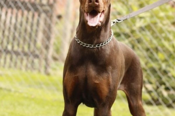 Dobermann TOP cuccioli in vendita dobermanntopcuccioliinvendita1.jpg