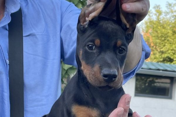 Dobermann TOP cuccioli in vendita dobermanntopcuccioliinvendita123.jpg