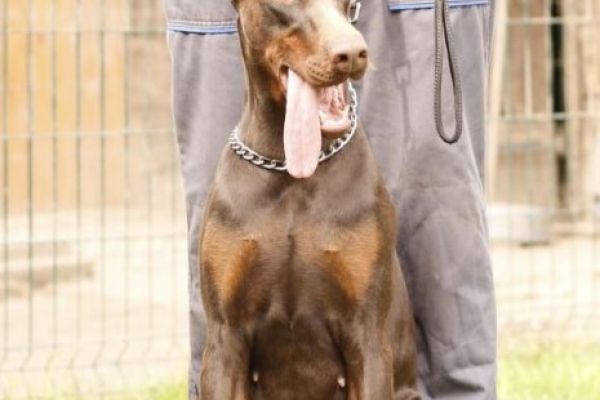 Dobermann TOP cuccioli in vendita dobermanntopcuccioliinvendita12345678.jpg